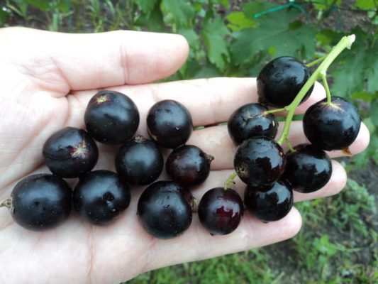Сорта черной смородины в выращиваемые в беларуси