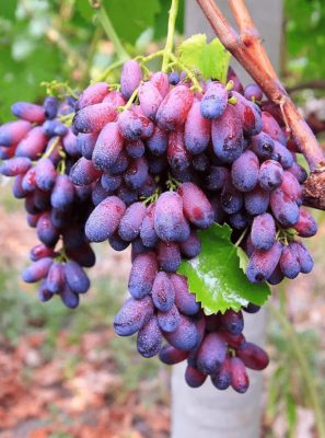 Гроздь винограда Красотка