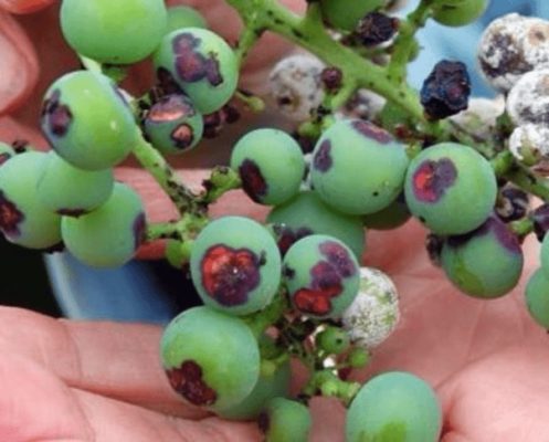 Проявления антракноза на винограде