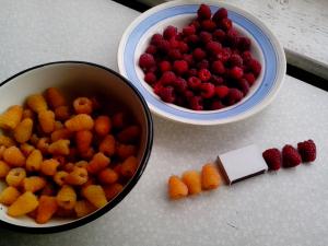 Сравнение урожая Оранжевого чуда и красноплодной малины