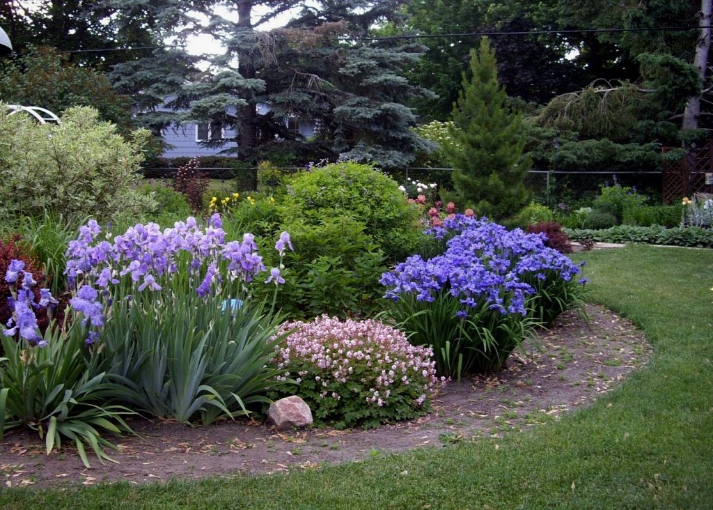 Ирисы в ландшафтном дизайне – фото лучших идей использования в саду