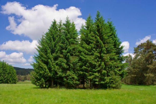 13 деревьев и кустарников, которые легко переживут осеннюю посадку