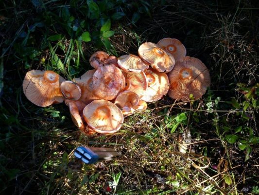 Какие грибы можно выращивать в домашних?
