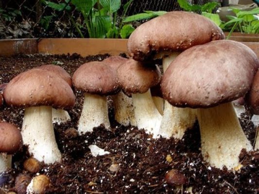 Какие грибы проще всего выращивать в домашних условиях?