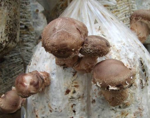 Какие грибы можно выращивать в домашних?
