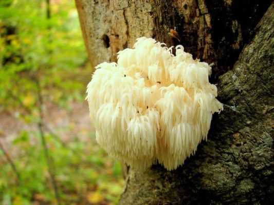 Какие виды грибов можно выращивать в домашних условиях?