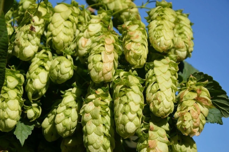 душистый хмель. душистый хмель новосибирск. пиво душистый хмель. душистый хмель. пиво душистый хмель.