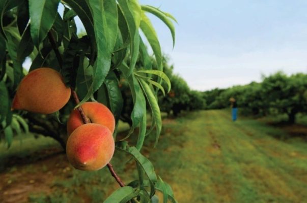 11 растений, которые нельзя сажать у яблони, если хотите получить урожай в 2023 году