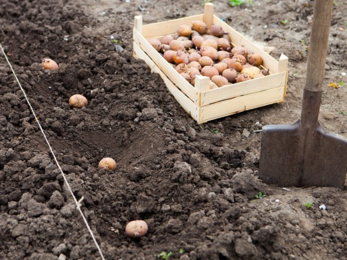 Традиционные и необычные способы посадки картофеля