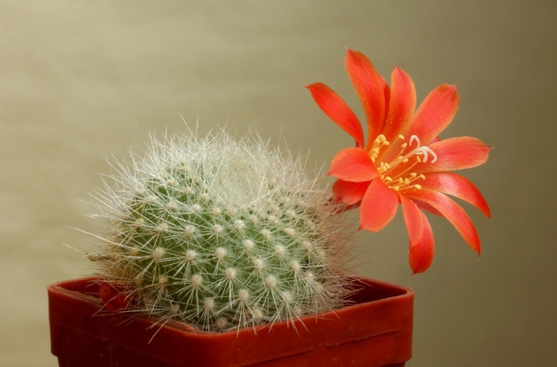 Цветущий кактус: как заставить комнатное растение цвести в начале зимы? (31 фото) Виды с красными и розовыми цветами