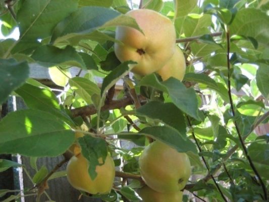 7 удивительных сортов яблок, которые можно вырастить у себя в саду