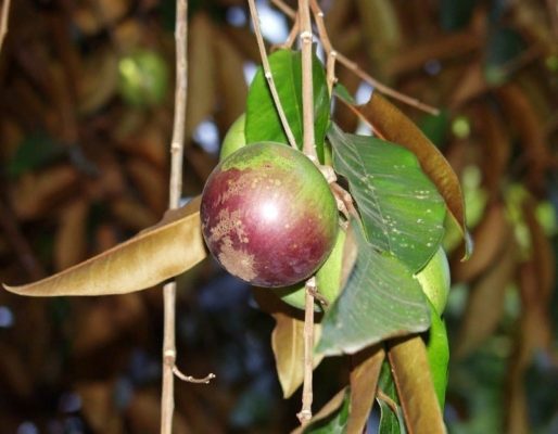 7 удивительных сортов яблок, которые можно вырастить у себя в саду