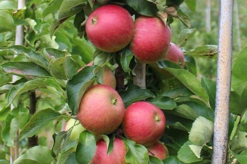 Колоновидные яблони хорошо растут на Юге