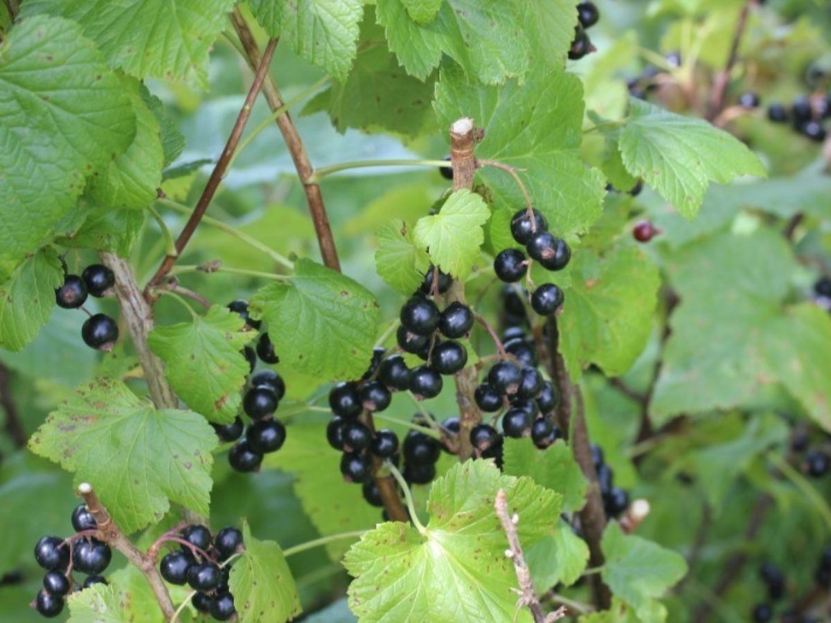 Как увеличить урожай смородины - 4 основных правила Как повысить урожай смородины: 4 основных правила