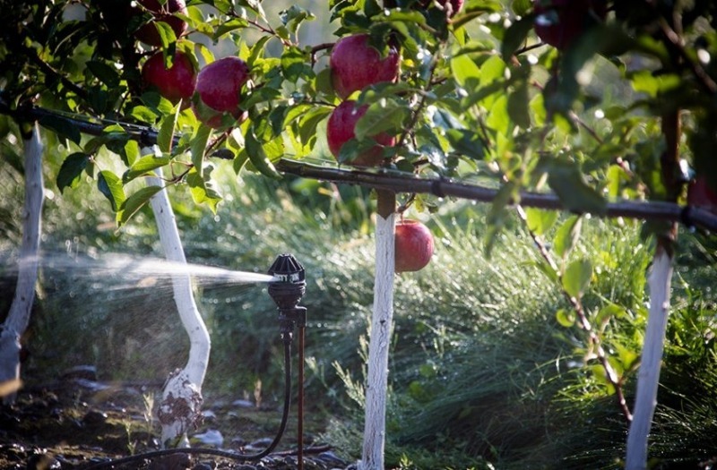 5 способов удержать урожай яблок и приумножить его в следующем году